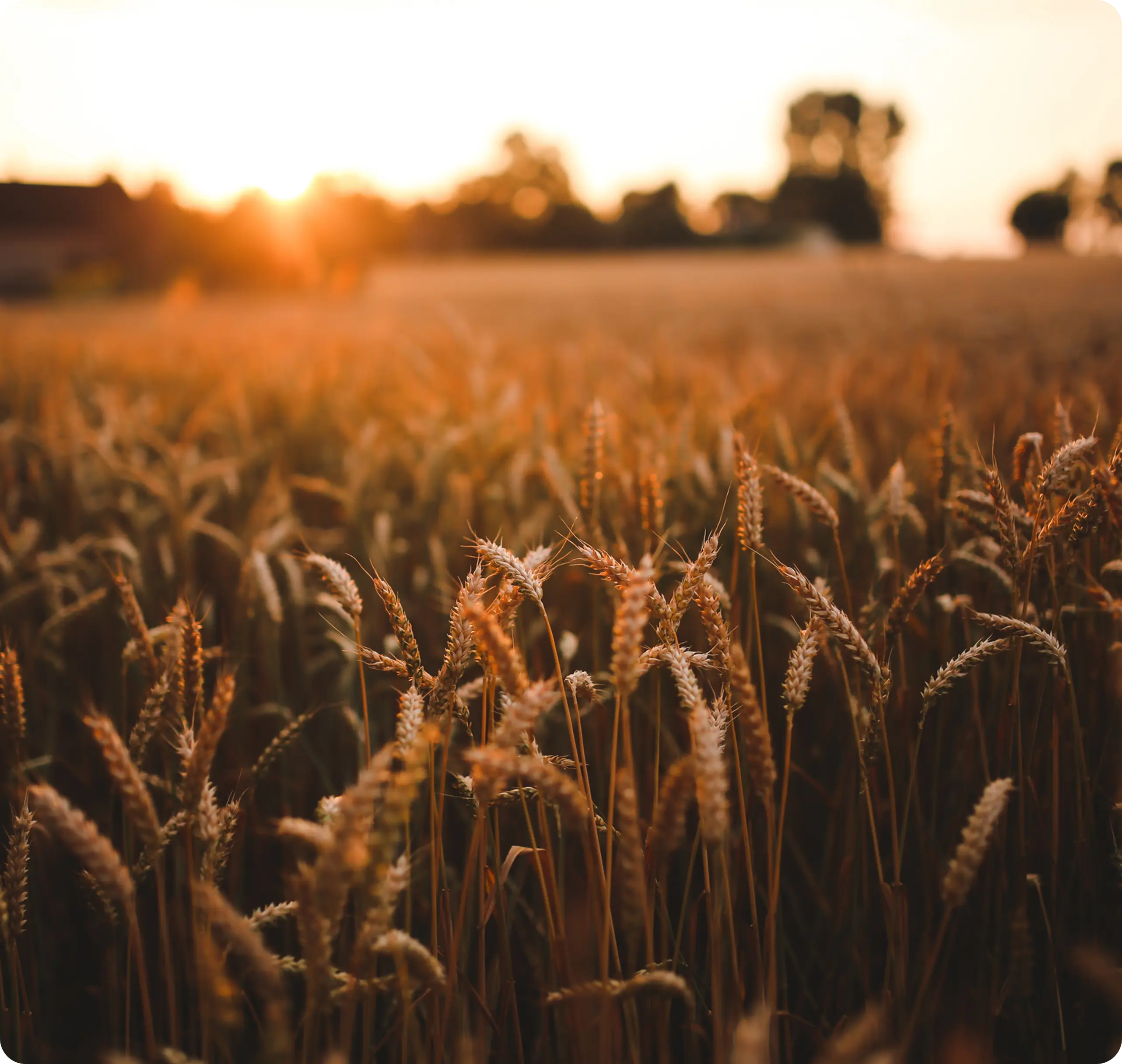 Agricultural Investments in Srilanka